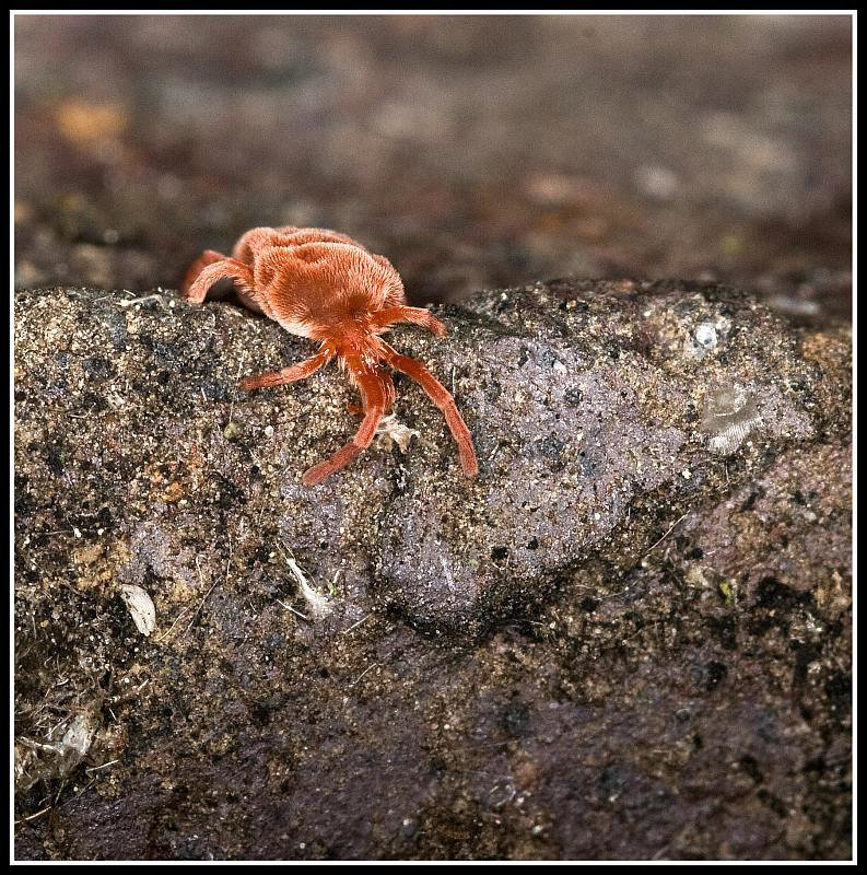 Red Velvet mite