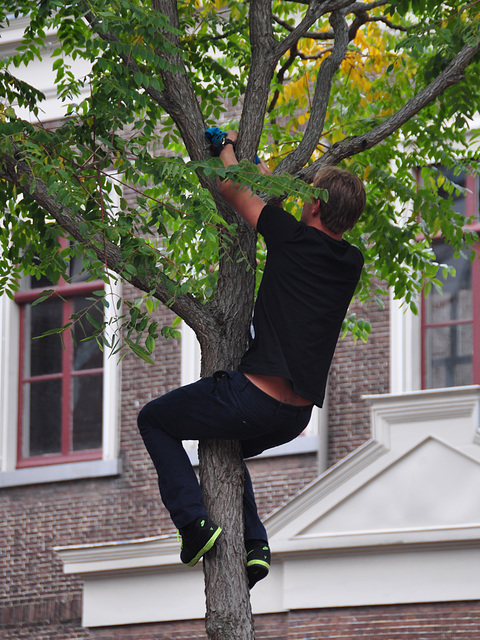 Leidens Ontzet 2012 – Polstokspringen – Climbing a tree to tie his underpants on a branch