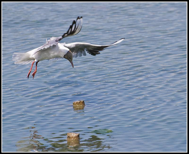 Black headed gull