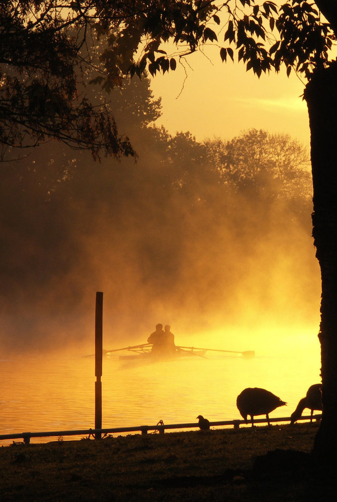 Geese, scullers