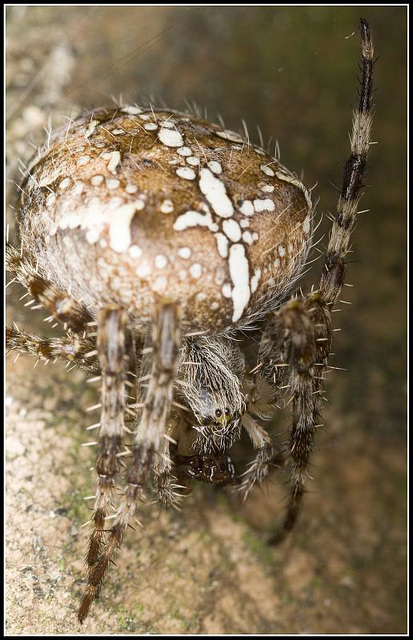 Garden spider