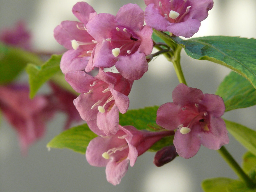 Pink blossom