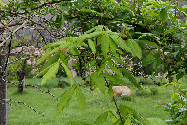 26-Acer sp triflorum ?