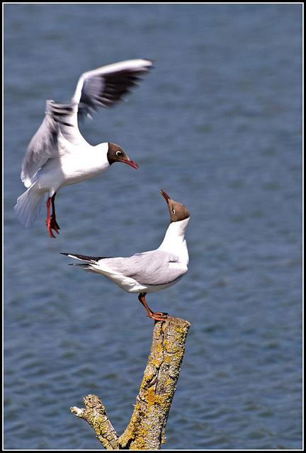 Black Headed Gulls