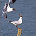 Black Headed Gulls