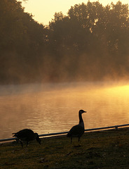 Geese, mist