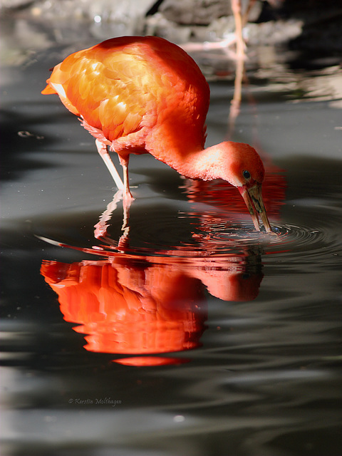 Roter Sichler (Leintalzoo Schwaigern)