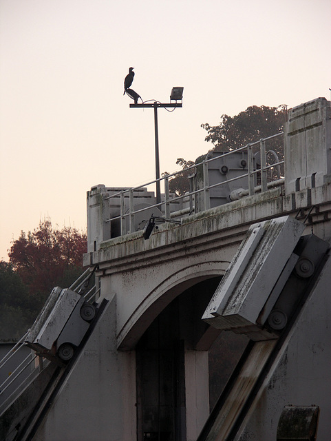 Weir, cormorant