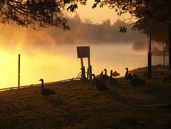 Geese in the morning light