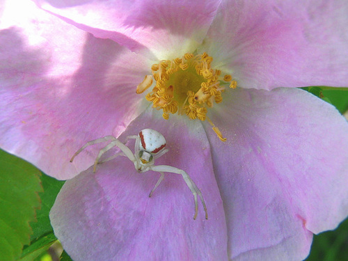Crab Spider on wild Rose