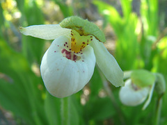 Sparrow's-egg Orchid