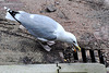 Gull attacking a drain cover
