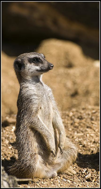 Meerkat