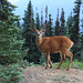 Black-tailed Deer