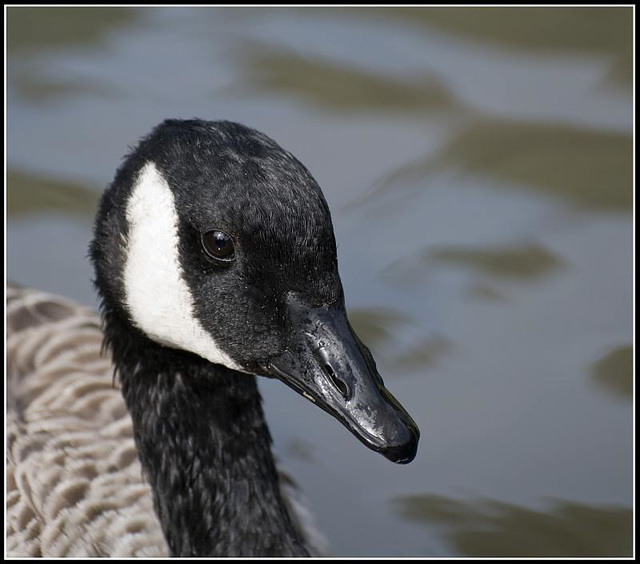 Canada Goose