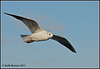 Seagull at Langstone Harbour