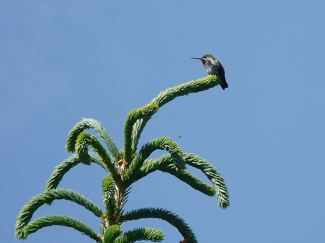 Calliope Hummingbird