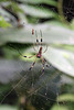 Golden Orb Weaver Spider