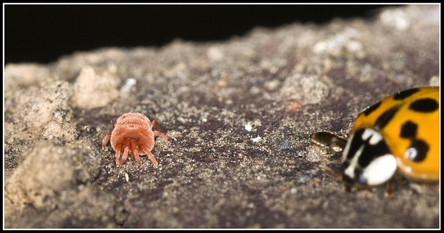 Red Velvet mite