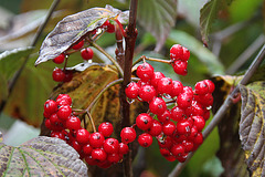 Berries in the rain