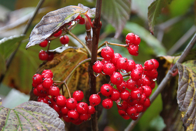 Berries in the rain