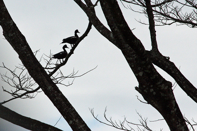 Black bellied whistling ducks