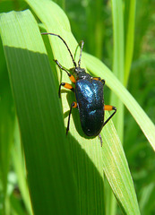 Long-horned Beetle