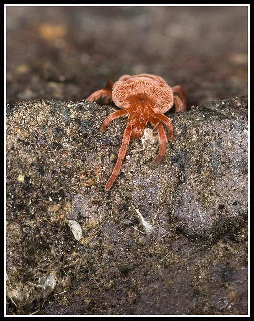 Red Velvet mite