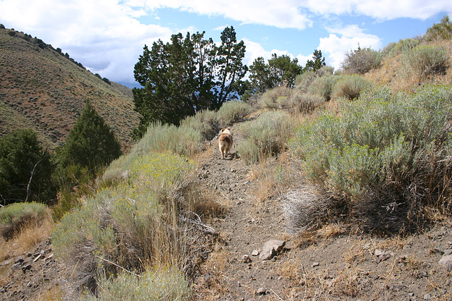 Jill on the trail