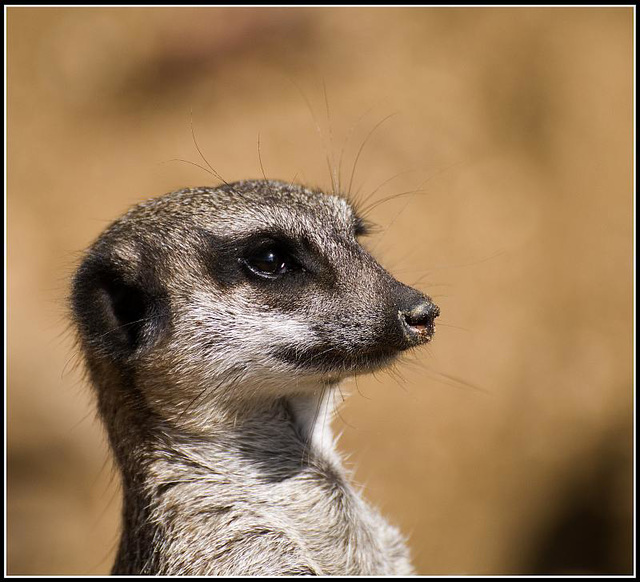 Meerkat