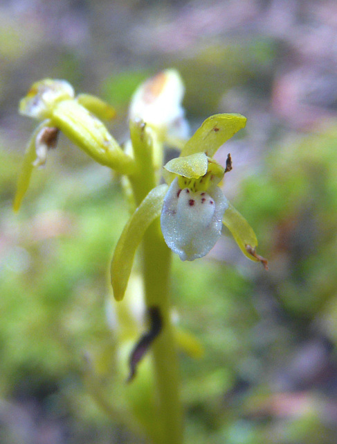 Teeny beauty of Early Coralroot