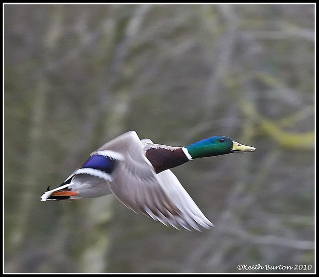 Mallard in flight 1