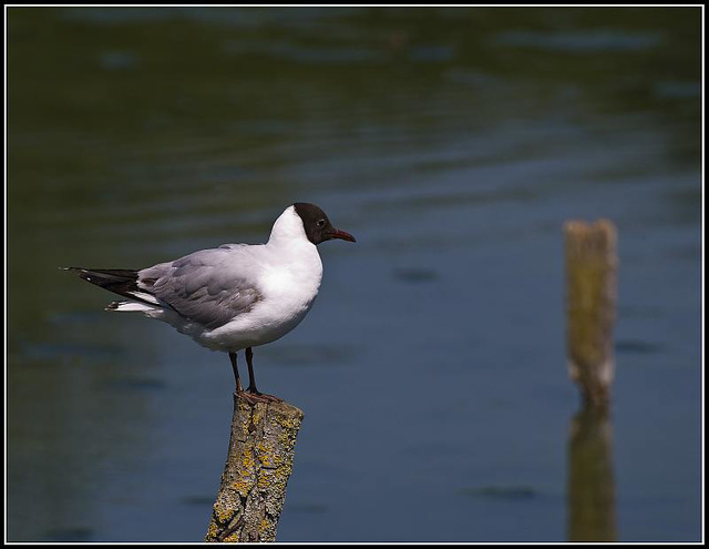 Black headed gull