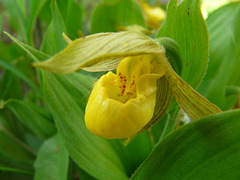 Yellow Lady's-slipper