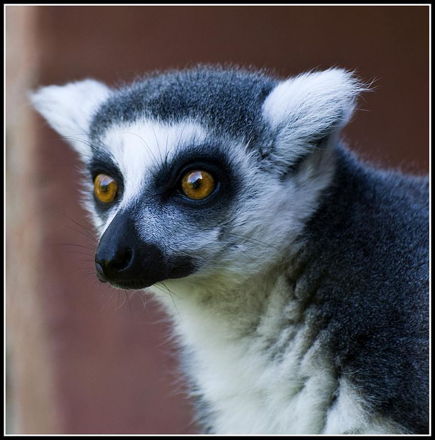 Ring-Tailed Lemur