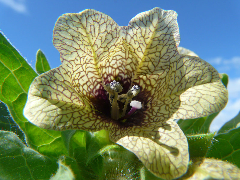Black Henbane