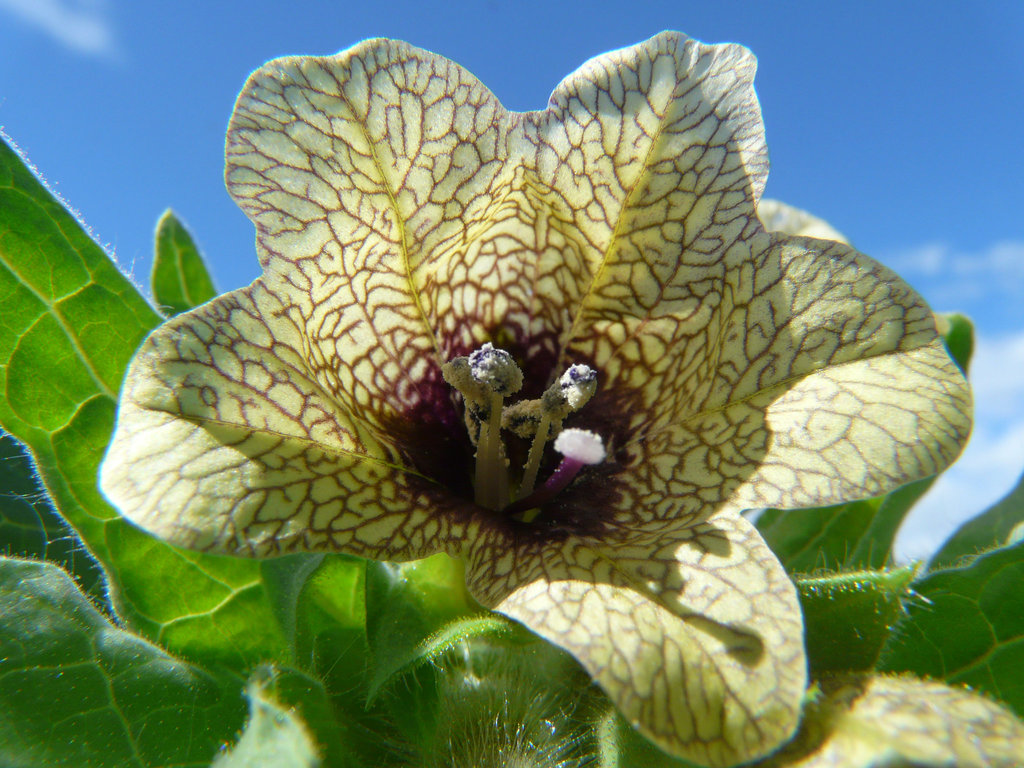 Black Henbane