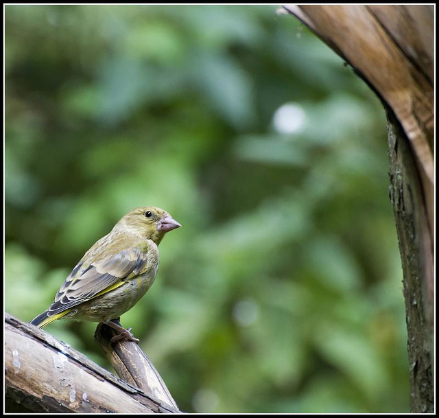 Young Goldfinch