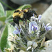 Bee on Indian Breadroot