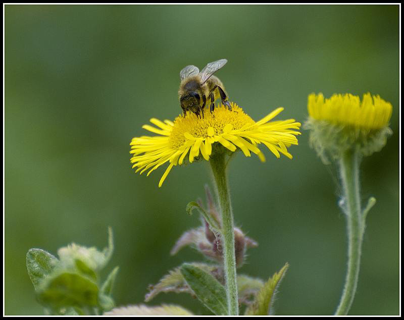 Bee on yellow flower