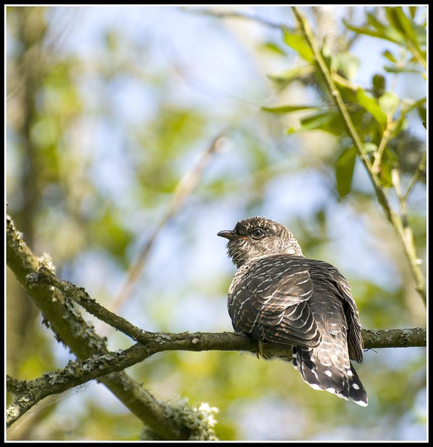 Juvenile Cuckoo