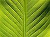 Banana leaf