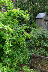 Berberis ' Red Star' = vulgaris x koreana