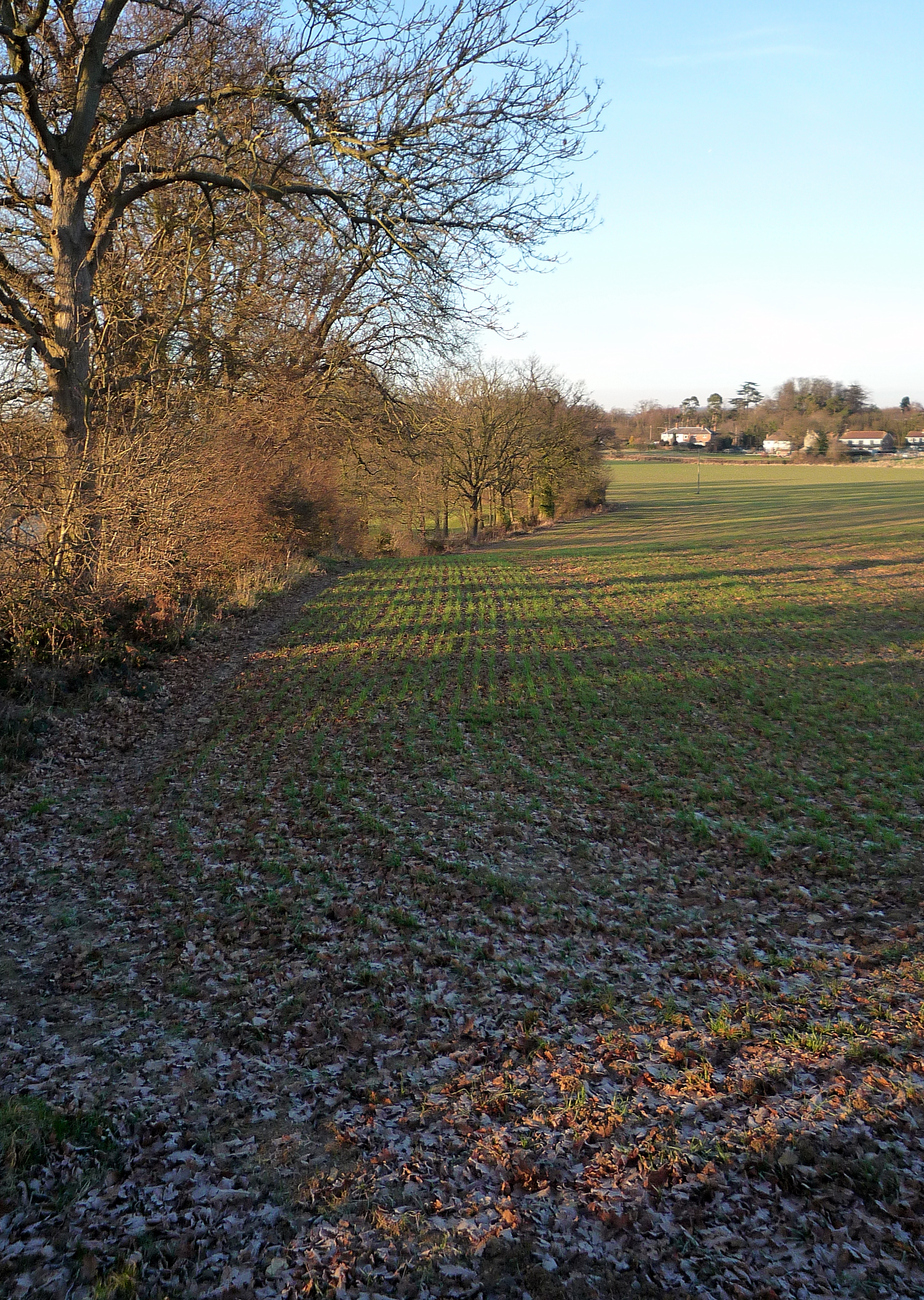 Winter Wheat Winter Wheat
