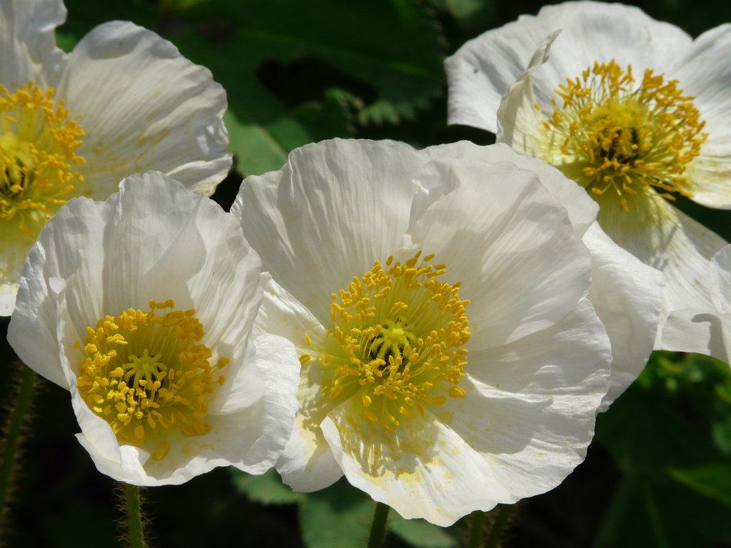 Presumably Poppies