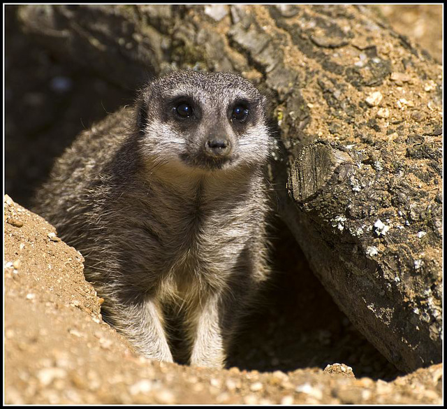 Meerkat