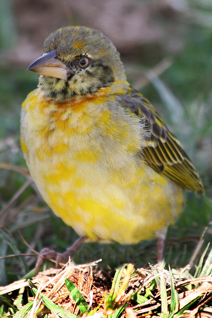 Weaver bird