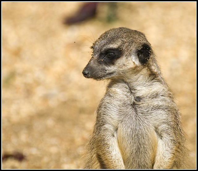 Meerkat