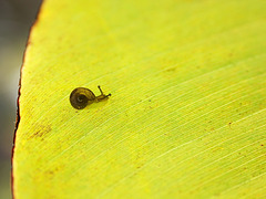 Banana leaf with tiny snail