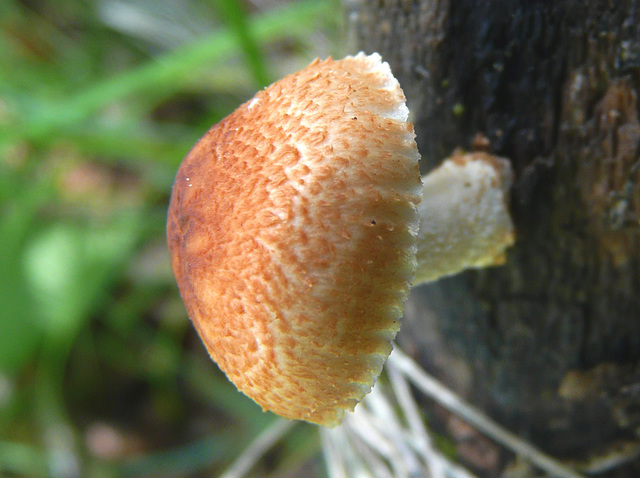 Mushroom